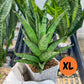 Sansevieria RockMan (#RA8) | Imported Snake plant