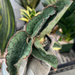 Sansevieria Kirkii Silver Blue (#RA7) | Imported Indoor Snake Plant