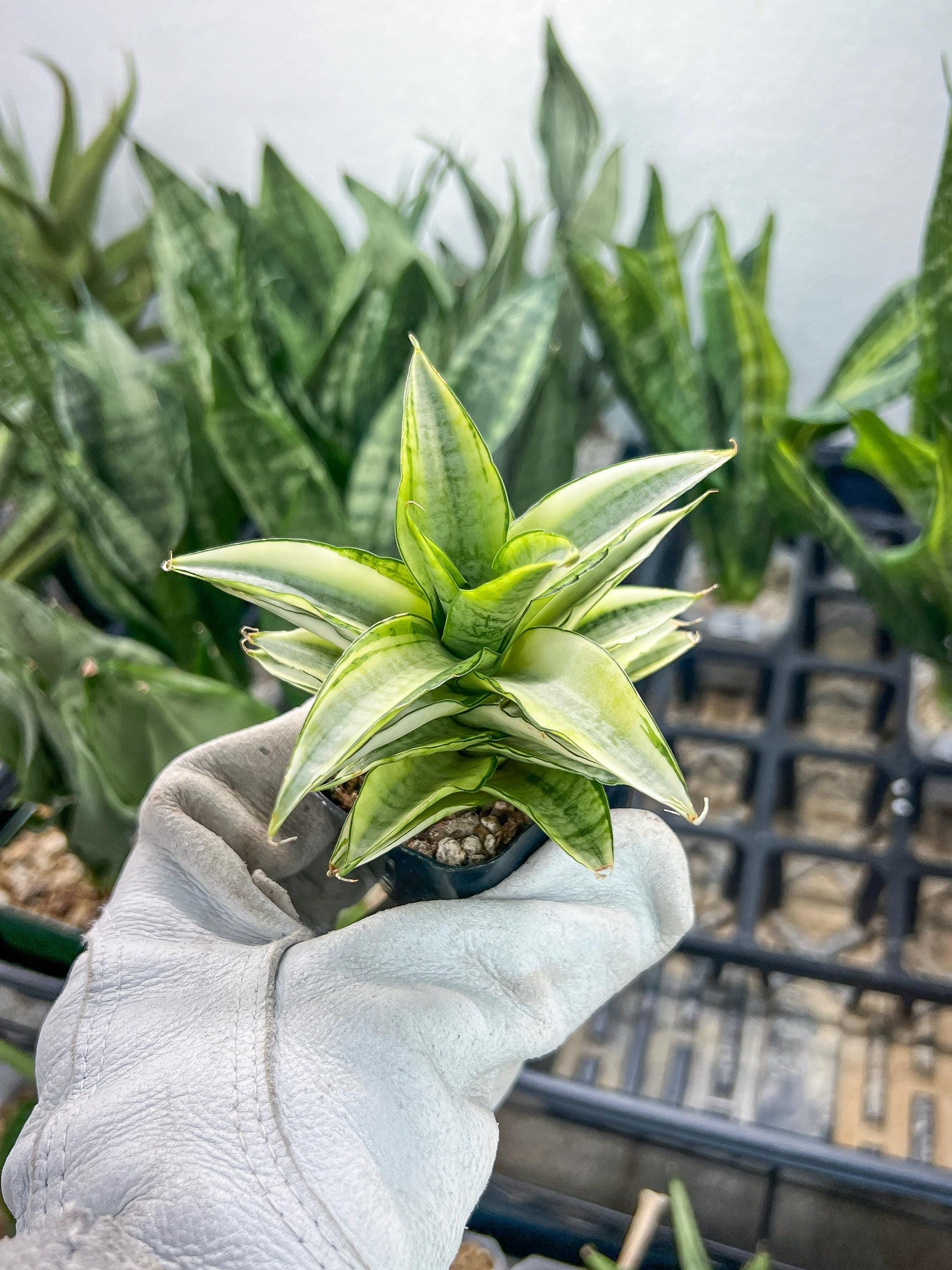 Sansevieria Gabrilla White (#RA10) | Imported Indoor Snake Plant | 2" Planter