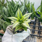 Sansevieria Gabrilla White (#RA10) | Explore the World of Unusual Plants | 2" Pot