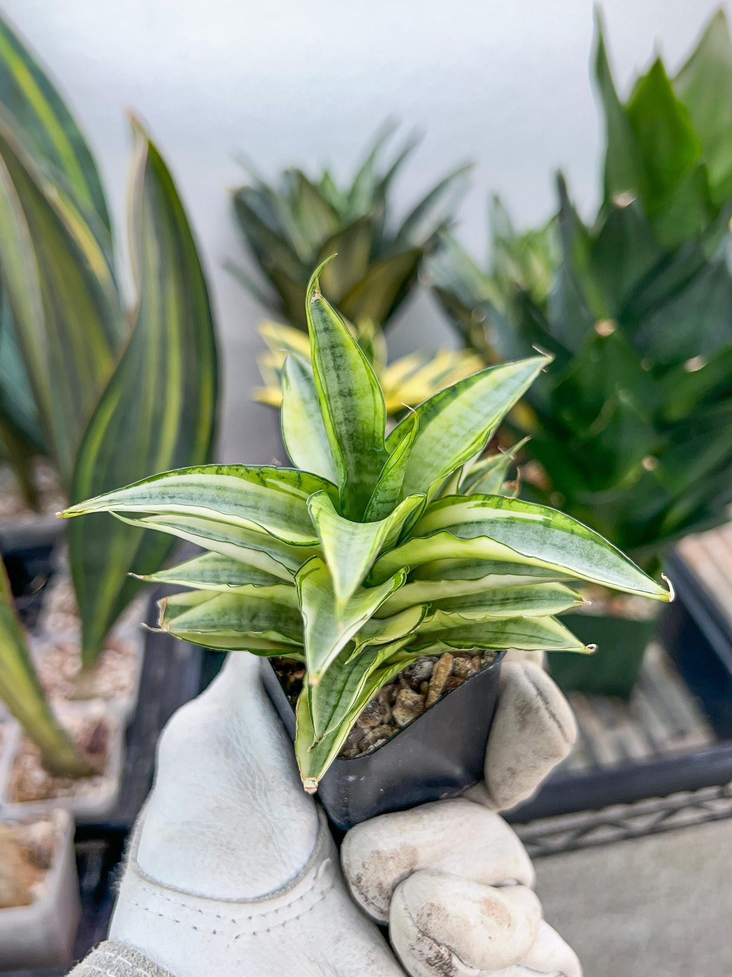 Sansevieria Gabrilla White (#RA10) | Imported Indoor Snake Plant | 2" Planter