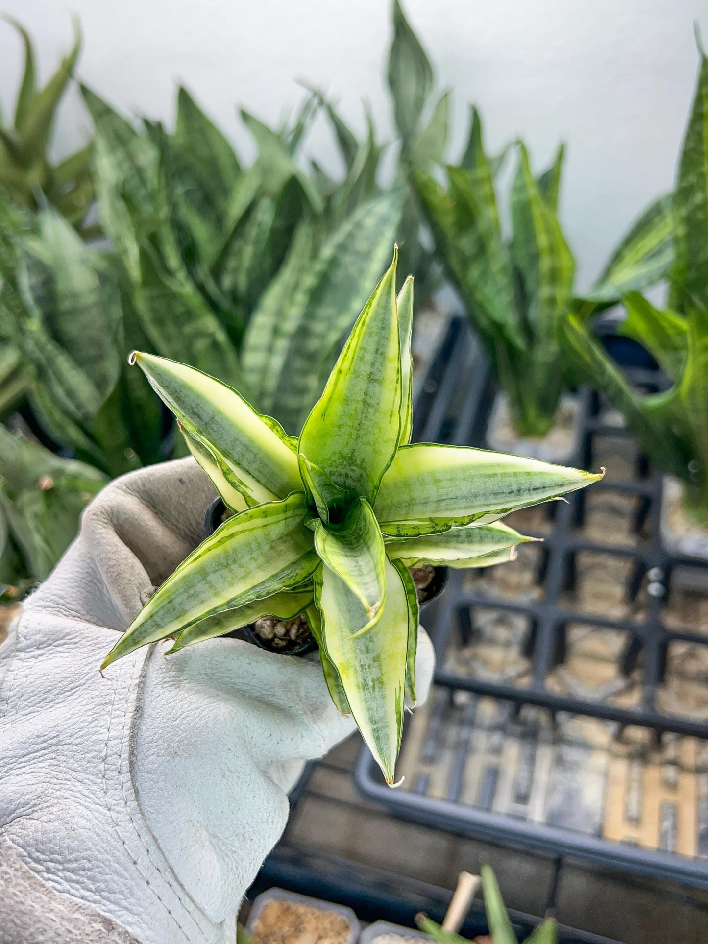 Sansevieria Gabrilla White (#RA10) | Imported Indoor Snake Plant | 2" Planter