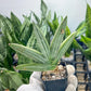 Sansevieria Iceman (#RA17) | Imported House Plants | 2" Pots