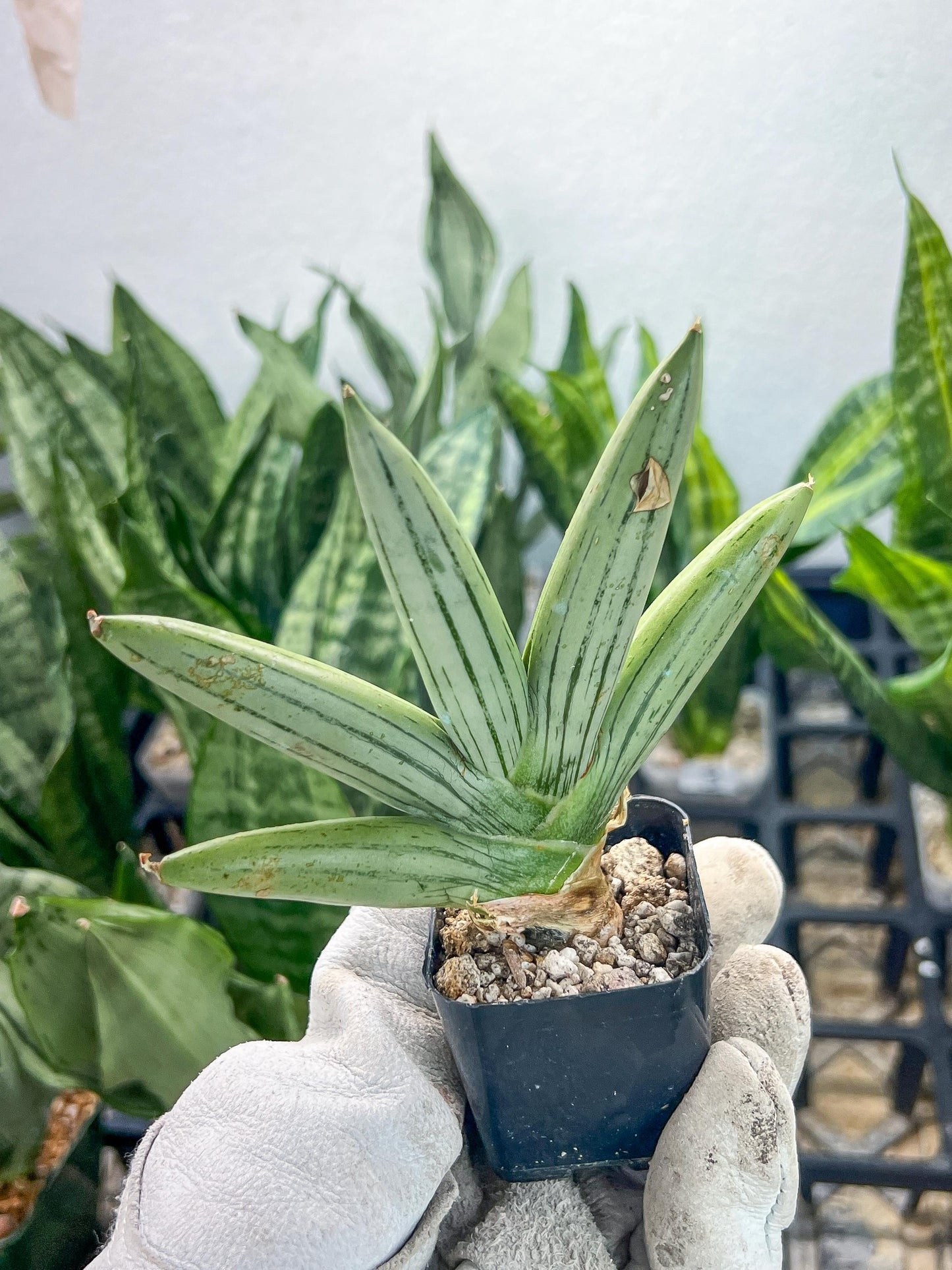 Sansevieria Iceman (#RA17) | Imported House Plants | 2" Pots