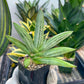 Sansevieria Iceman (#RA17) | Imported House Plants | 2" Pots