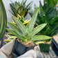 Sansevieria Iceman (#RA17) | Imported House Plants | 2" Pots