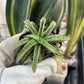 Sansevieria Honeymoon PUPS (#RA16) | New Imported Plants | 2" Pot