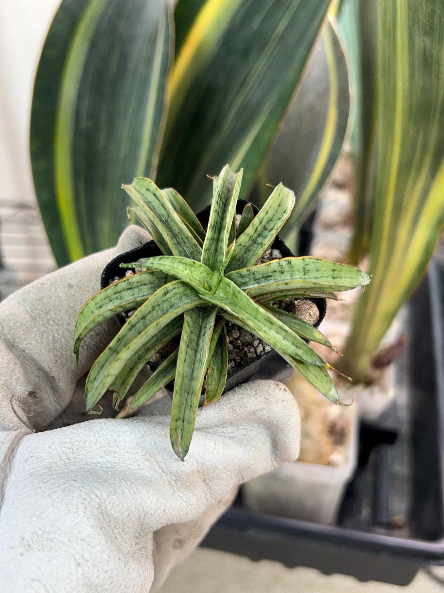 Sansevieria Honeymoon PUPS (#RA16) | New Imported Plants | 2" Pot