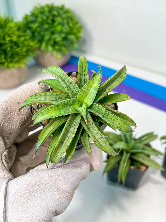 Sansevieria Honeymoon PUPS (#RA16) | New Imported Plants | 2" Pot