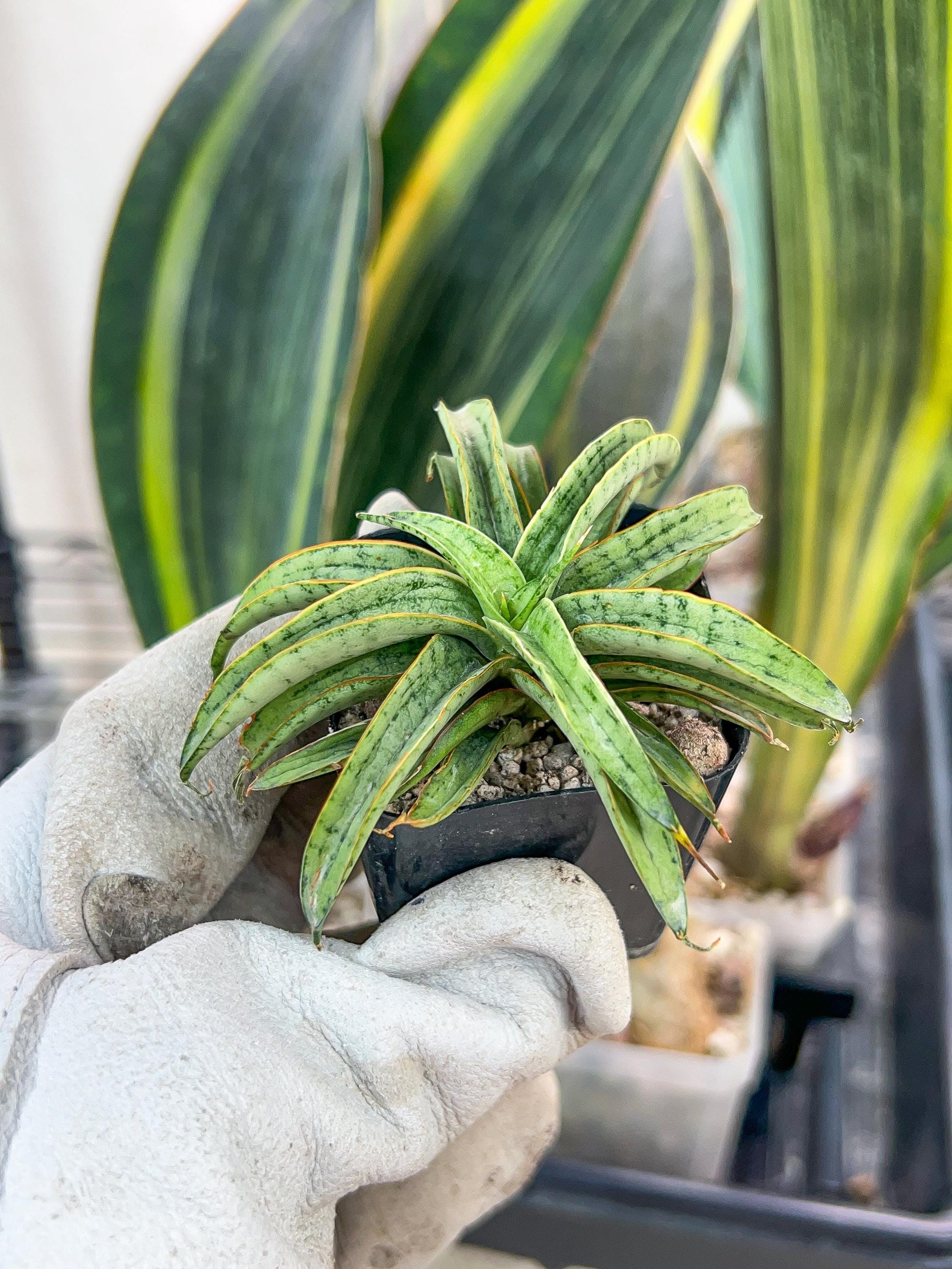 Sansevieria Honeymoon PUPS (#RA16) | New Imported Plants | 2" Pot