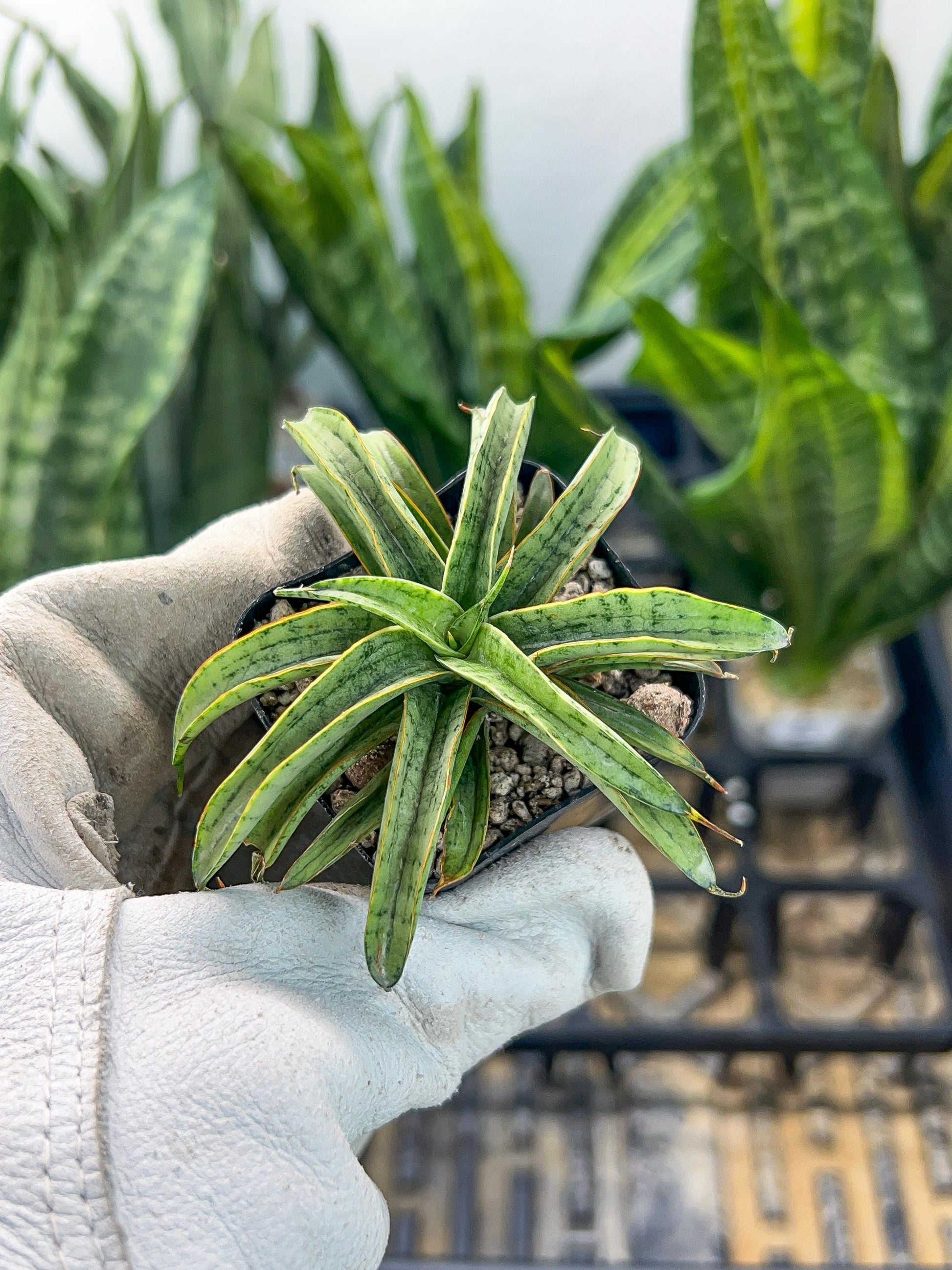 Sansevieria Honeymoon PUPS (#RA16) | New Imported Plants | 2" Pot