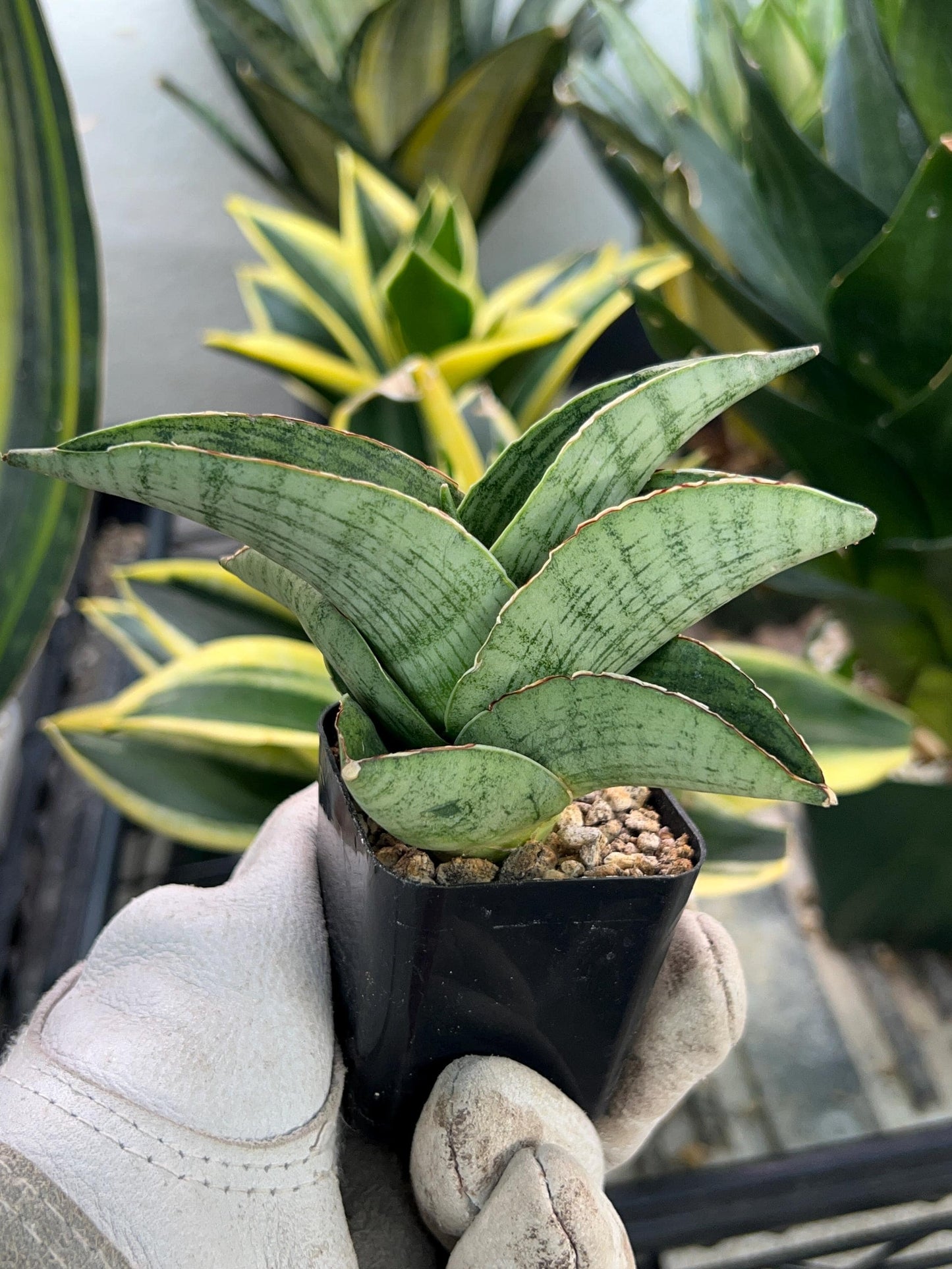 Sansevieria Hobbit (#RA19) | Imported Indoor Snake Plant | 2" Planter