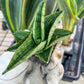 Sansevieria Hobbit (#RA19) | Imported Indoor Snake Plant | 2" Planter