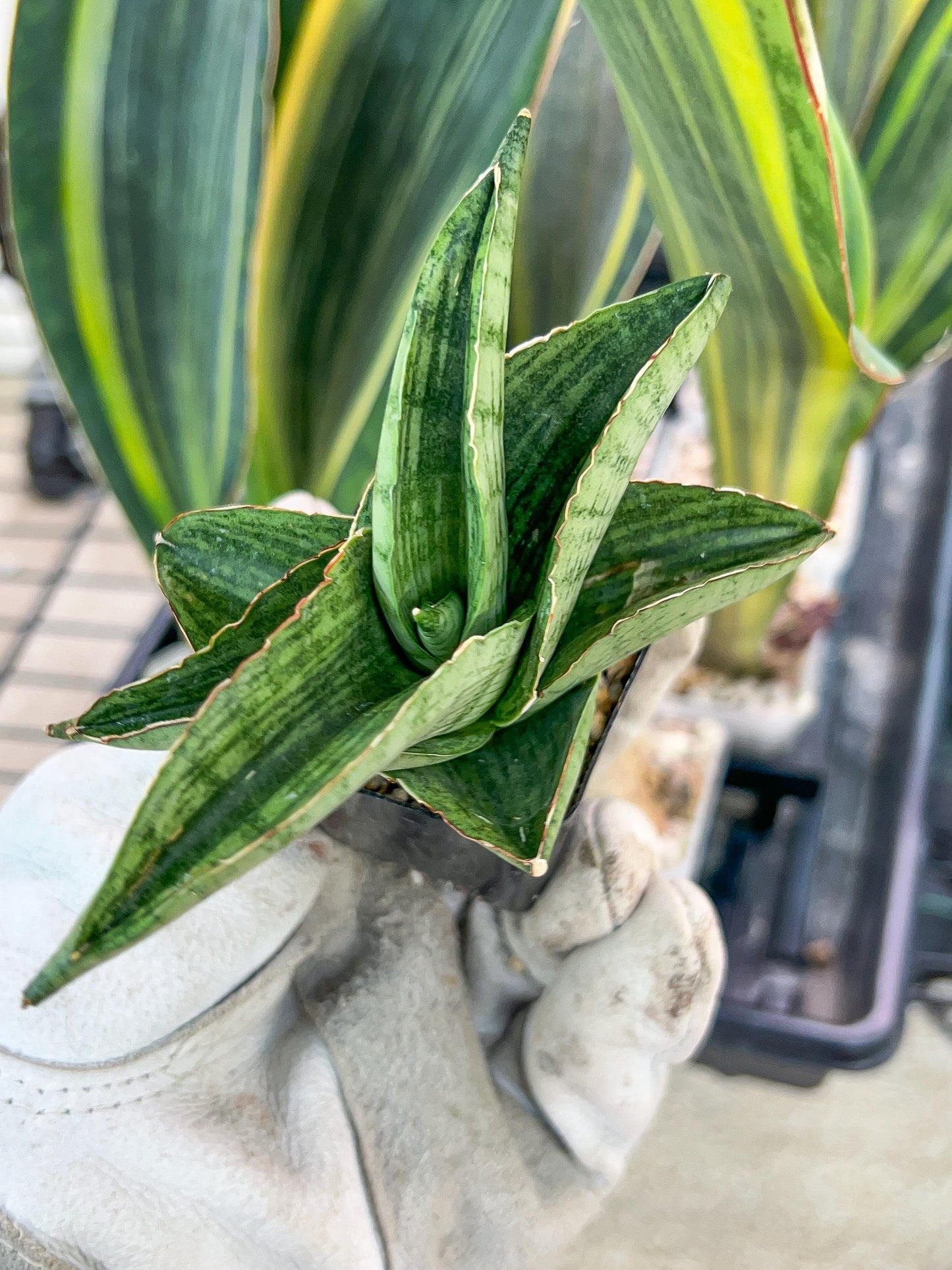 Sansevieria Hobbit (#RA19) | Imported Indoor Snake Plant | 2" Planter