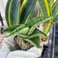 Sansevieria Hobbit (#RA19) | Imported Indoor Snake Plant | 2" Planter