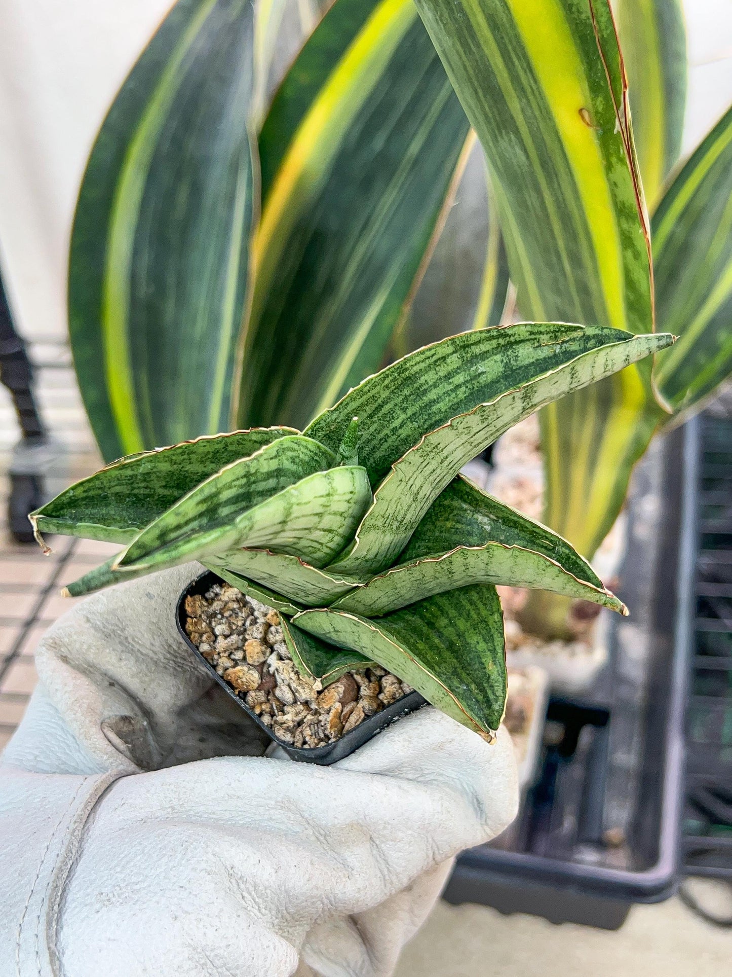 Sansevieria Hobbit (#RA19) | Imported Indoor Snake Plant | 2" Planter