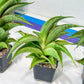 Sansevieria Zeleno Caj (#RA20) | New type of Imported Hybrids | 2" Pot