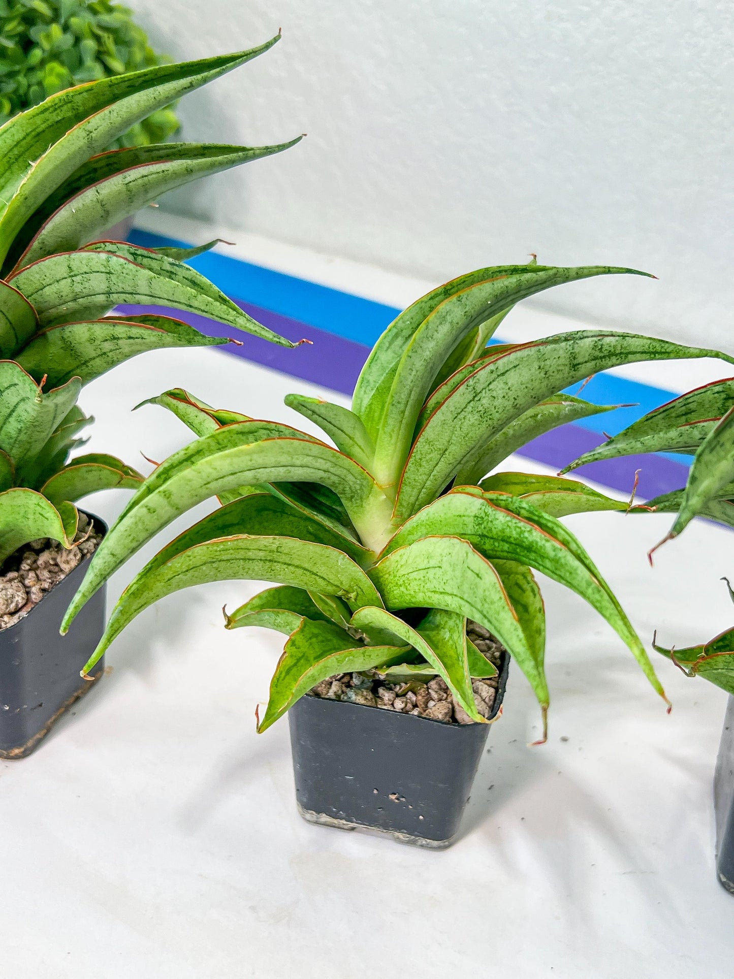 Sansevieria Zeleno Caj (#RA20) | New type of Imported Hybrids | 2" Pot