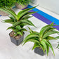 Sansevieria Zeleno Caj (#RA20) | New type of Imported Hybrids | 2" Pot