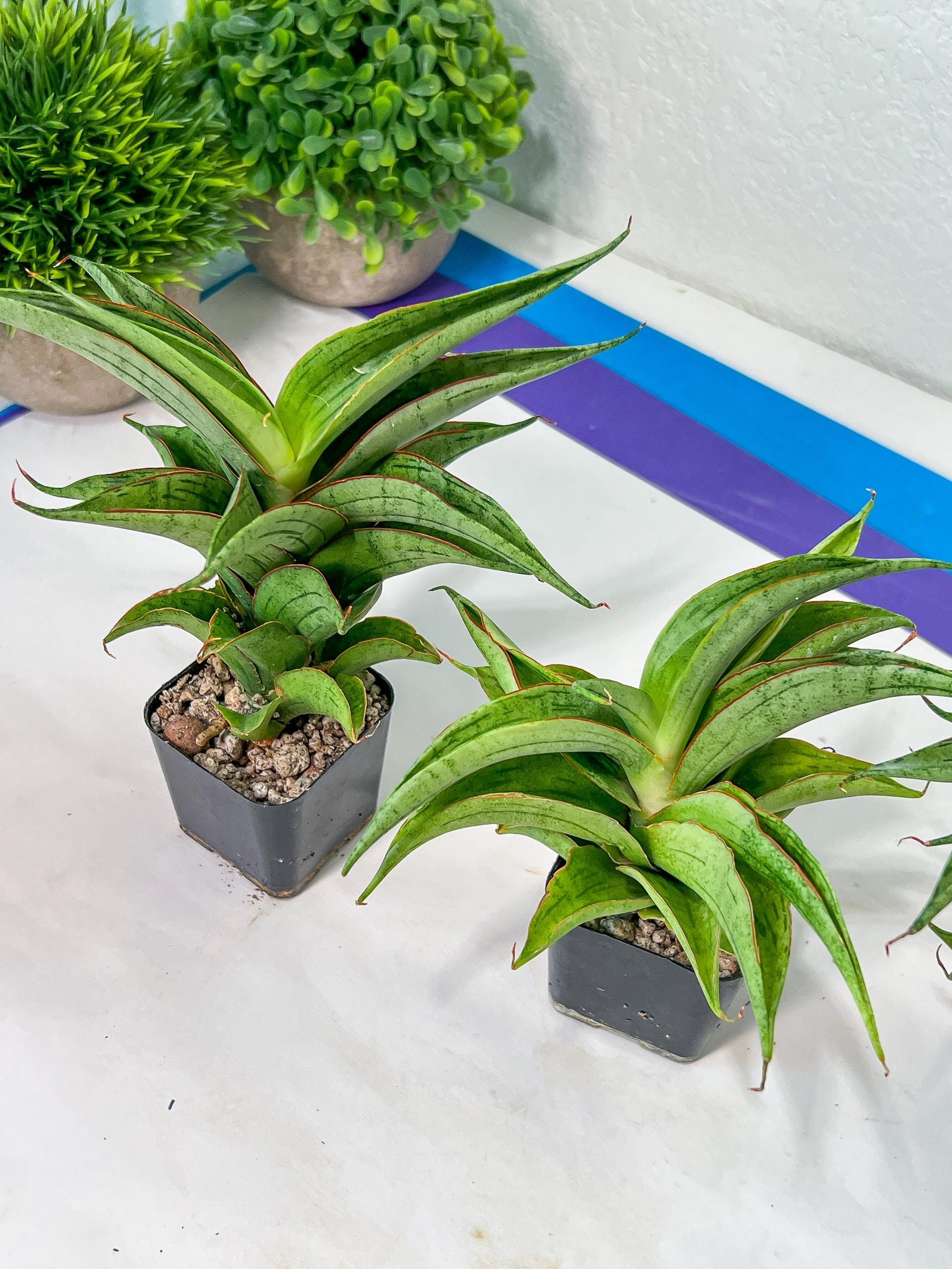 Sansevieria Zeleno Caj (#RA20) | New type of Imported Hybrids | 2" Pot