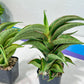 Sansevieria Zeleno Caj (#RA20) | New type of Imported Hybrids | 2" Pot