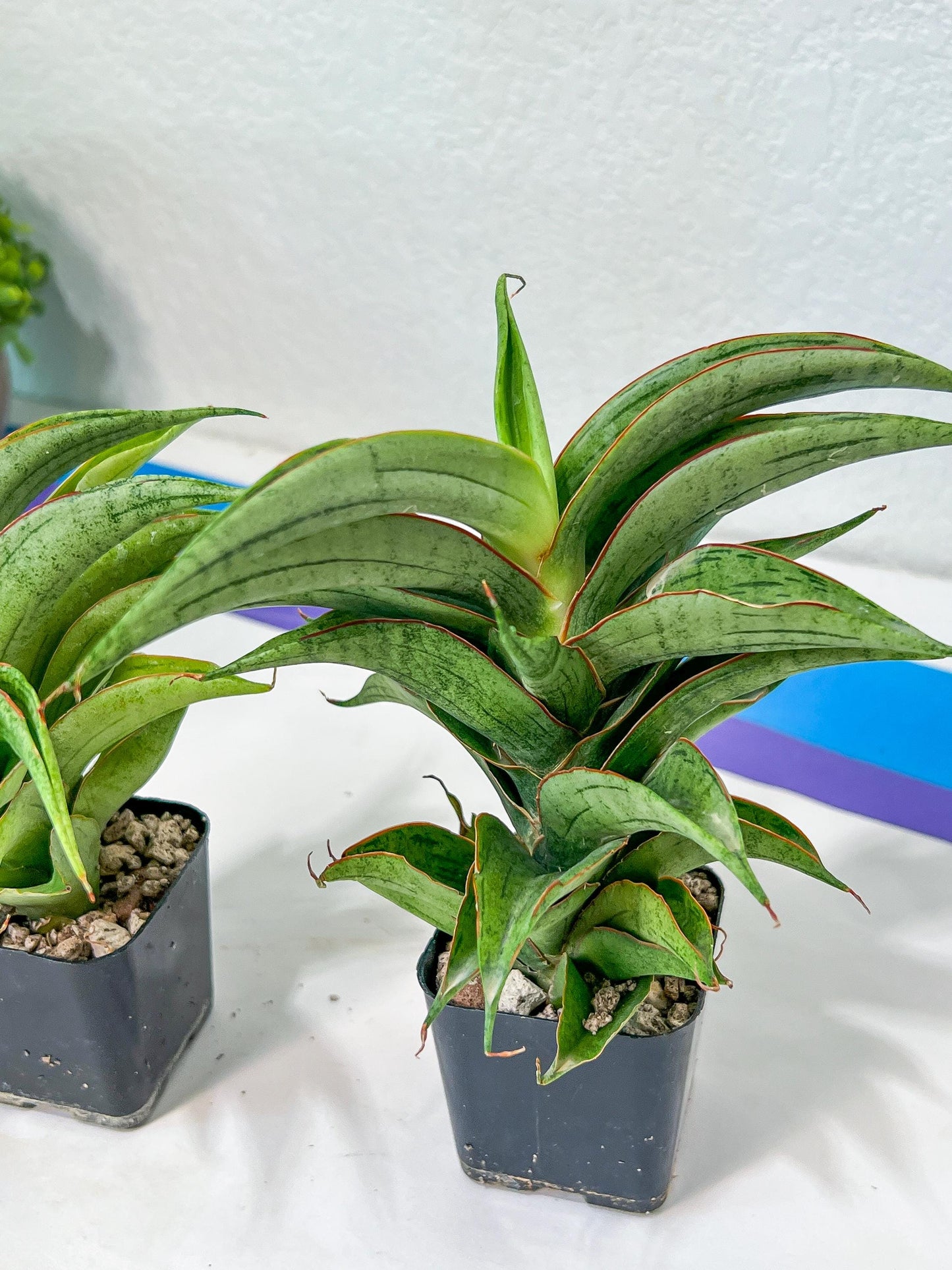 Sansevieria Zeleno Caj (#RA20) | New type of Imported Hybrids | 2" Pot