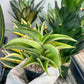 Sansevieria Zeleno Caj (#RA20) | New type of Imported Hybrids | 2" Pot