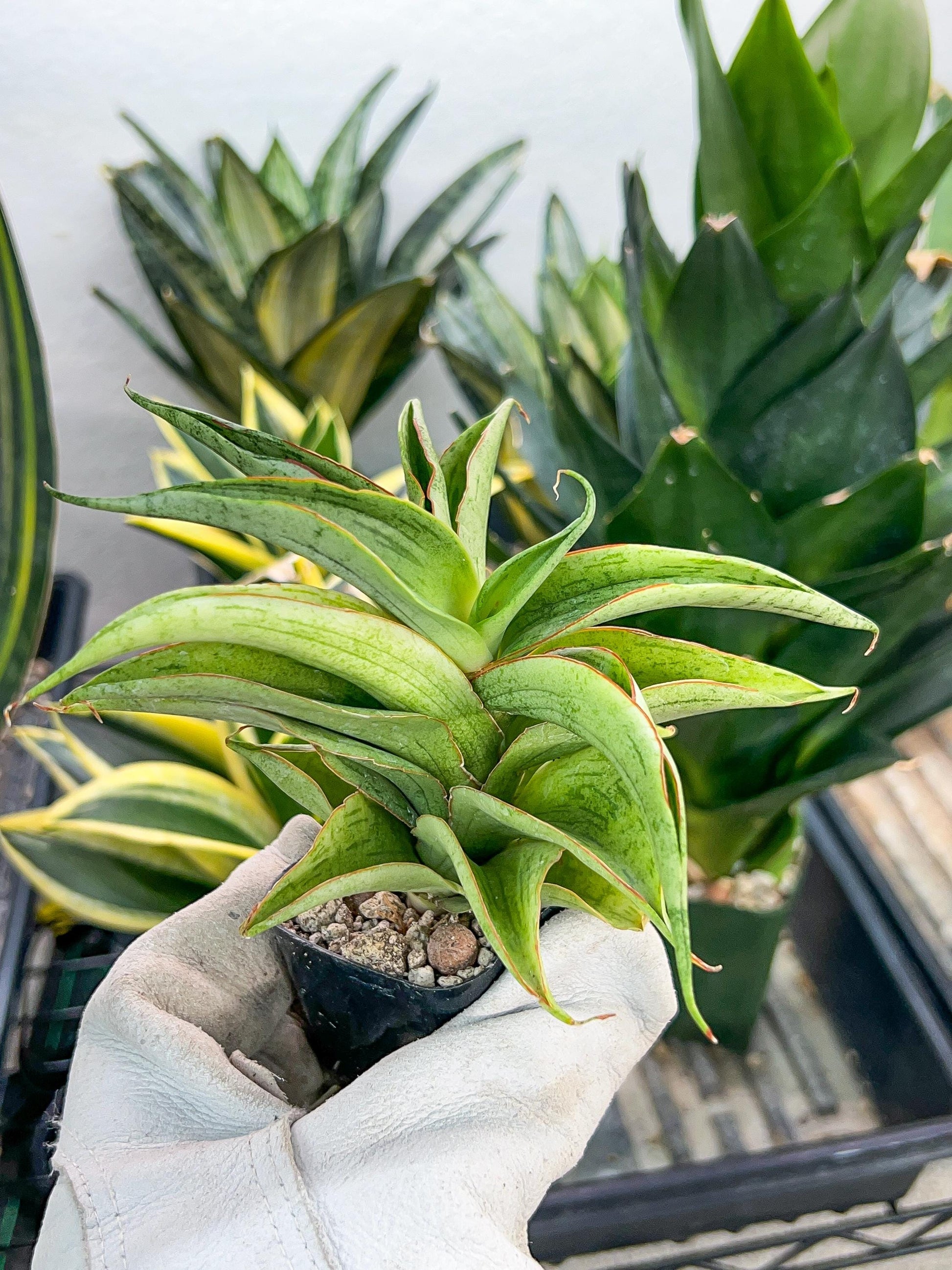 Sansevieria Zeleno Caj (#RA20) | New type of Imported Hybrids | 2" Pot