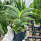 Sansevieria Zeleno Caj (#RA20) | New type of Imported Hybrids | 2" Pot