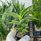 Sansevieria Zeleno Caj (#RA20) | New type of Imported Hybrids | 2" Pot