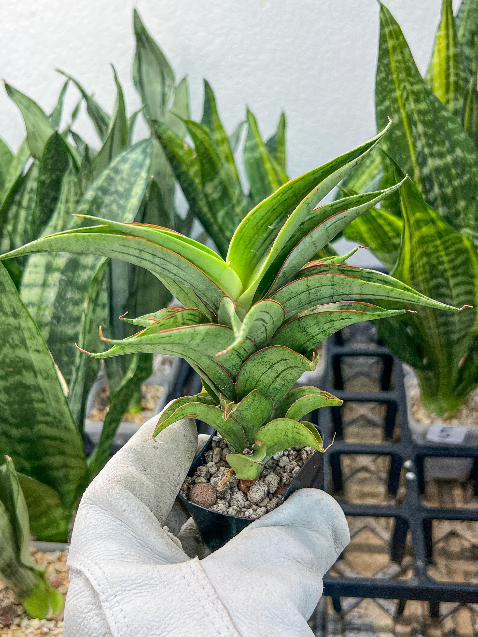 Sansevieria Zeleno Caj (#RA20) | New type of Imported Hybrids | 2" Pot