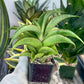 Sansevieria Zeleno Caj (#RA20) | New type of Imported Hybrids | 2" Pot