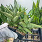 Sansevieria Nonlaw (#RA24) | Imported House Plants | Snake plant | 2' POT
