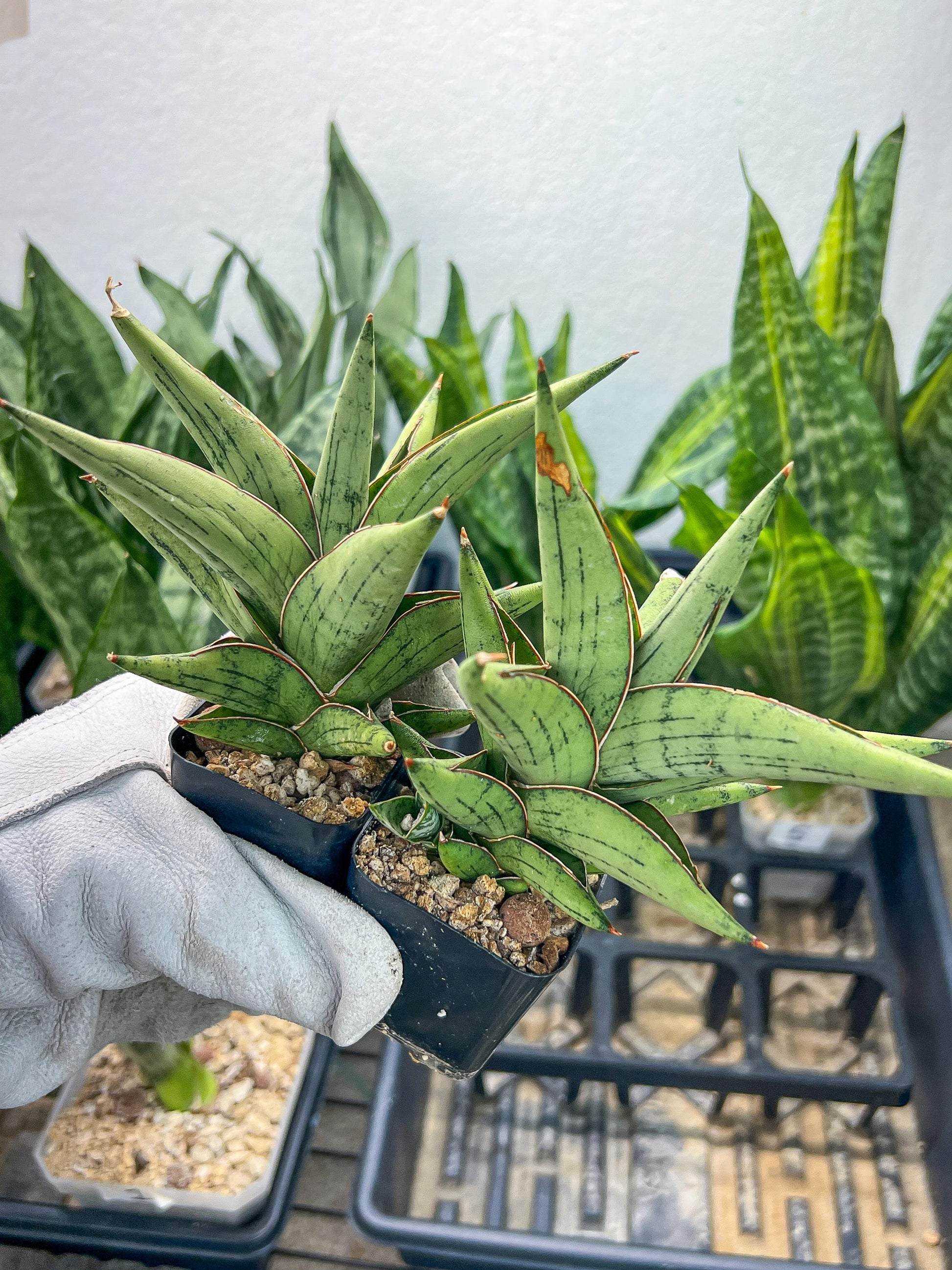 Sansevieria Nonlaw (#RA24) | Imported House Plants | Snake plant | 2' POT