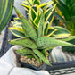 Sansevieria Nonlaw (#RA24) | Imported House Plants | Snake plant | 2' POT