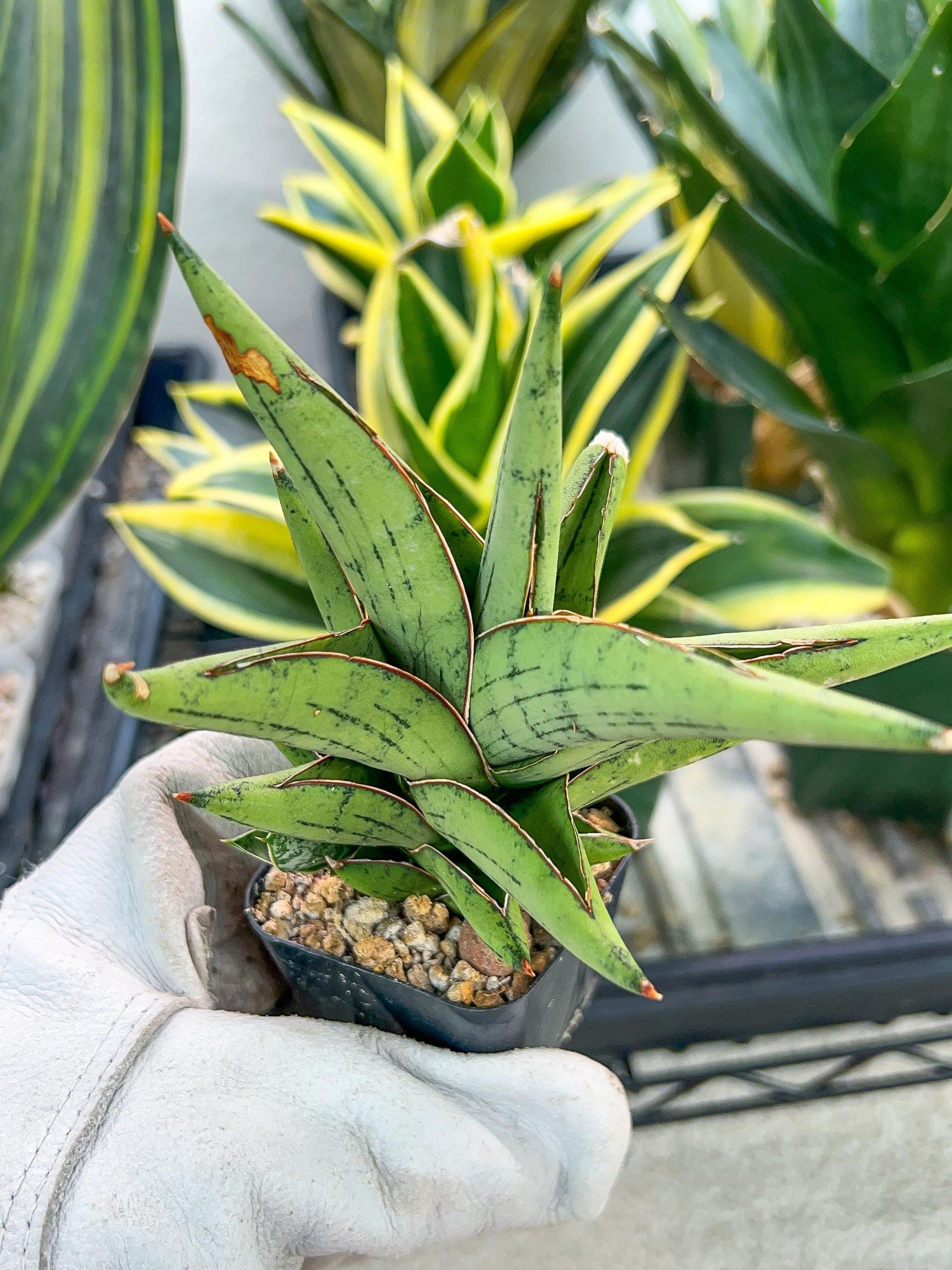 Sansevieria Nonlaw (#RA24) | Imported House Plants | Snake plant | 2' POT