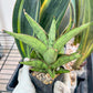 Sansevieria Nonlaw (#RA24) | Imported House Plants | Snake plant | 2' POT