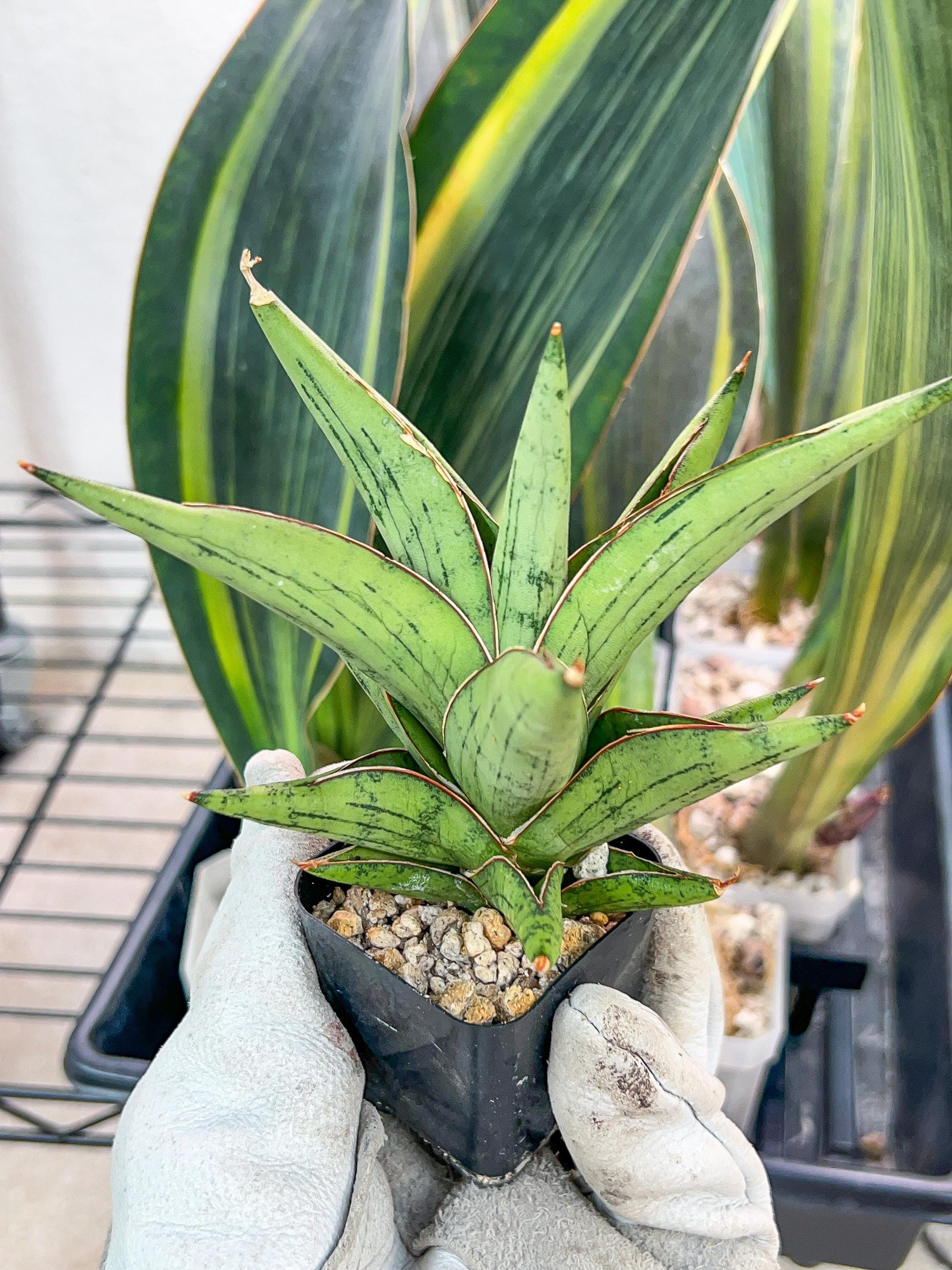 Sansevieria Nonlaw (#RA24) | Imported House Plants | Snake plant | 2' POT
