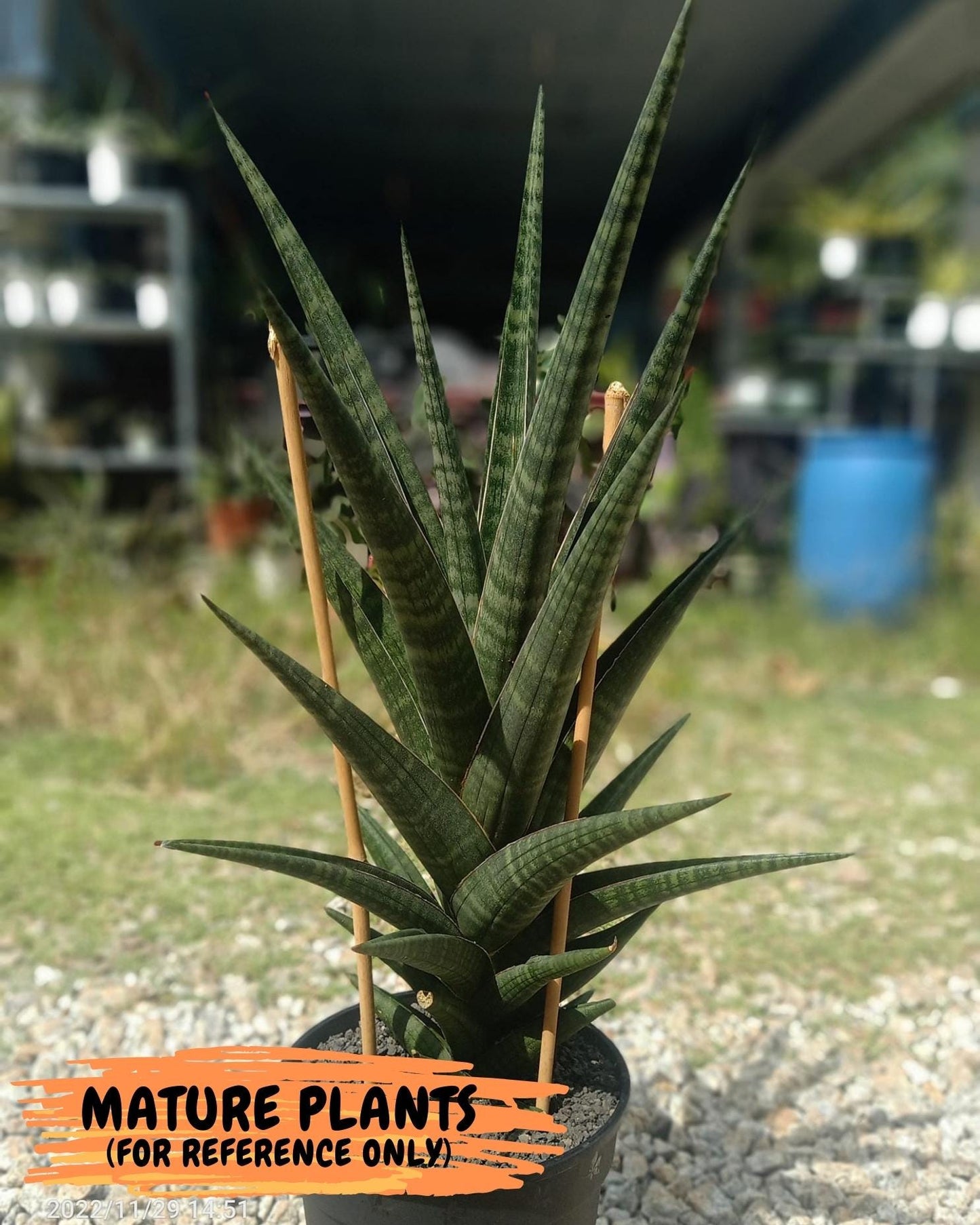 Sansevieria Manny Pacquiao (ca5) (15) | Rare Import