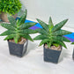 Sansevieria Black Zumo (#RA27) | New type of Imported Hybrids | 2" Pot