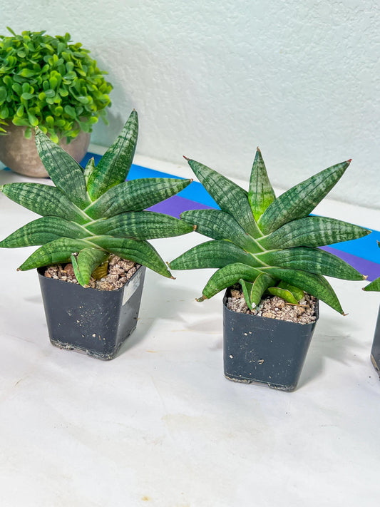 Sansevieria Black Zumo (#RA27) | New type of Imported Hybrids | 2" Pot