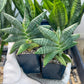 Sansevieria Black Zumo (#RA27) | New type of Imported Hybrids | 2" Pot