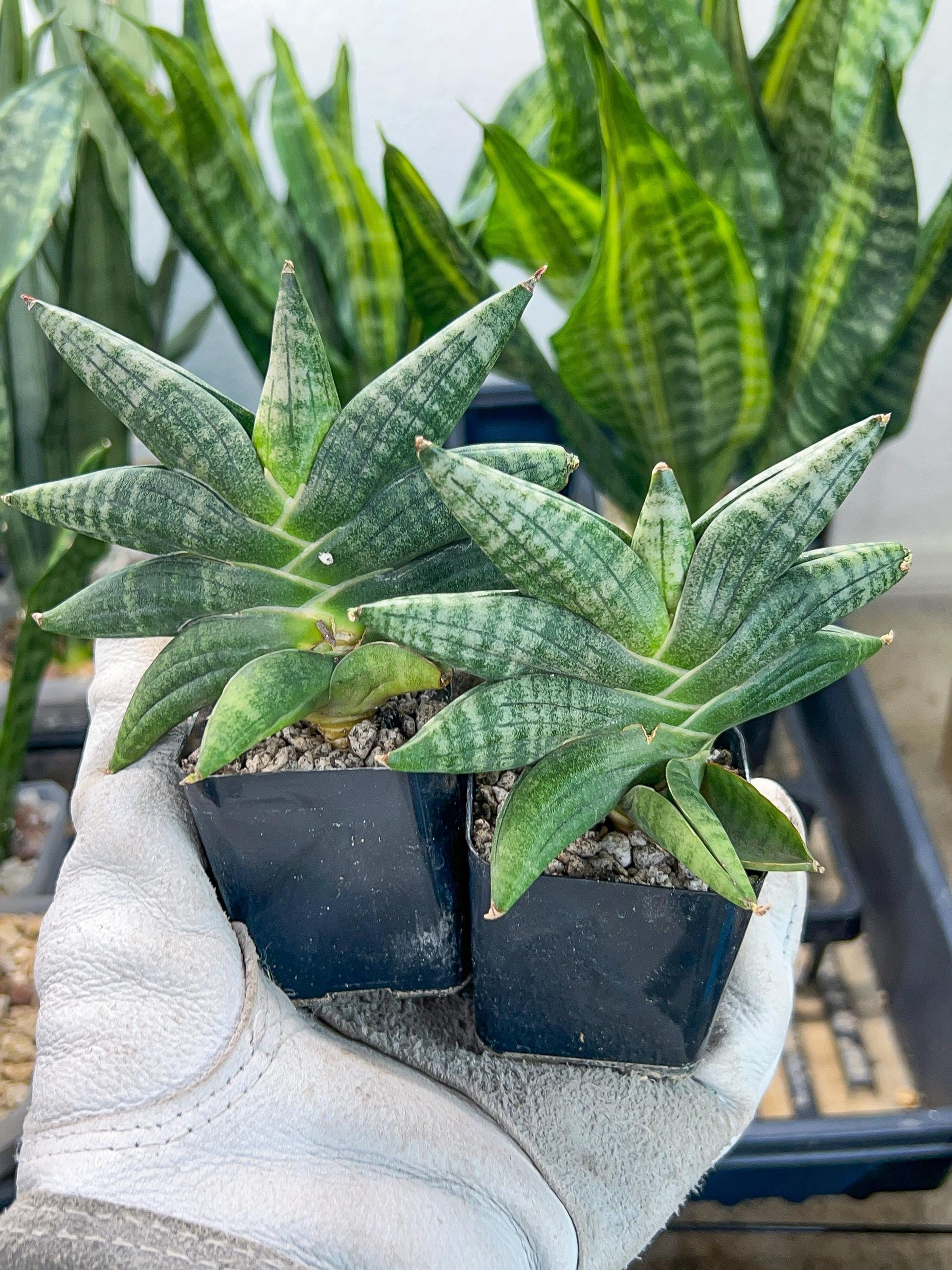 Sansevieria Black Zumo (#RA27) | New type of Imported Hybrids | 2" Pot