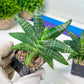 Sansevieria Black Zumo (#RA27) | New type of Imported Hybrids | 2" Pot