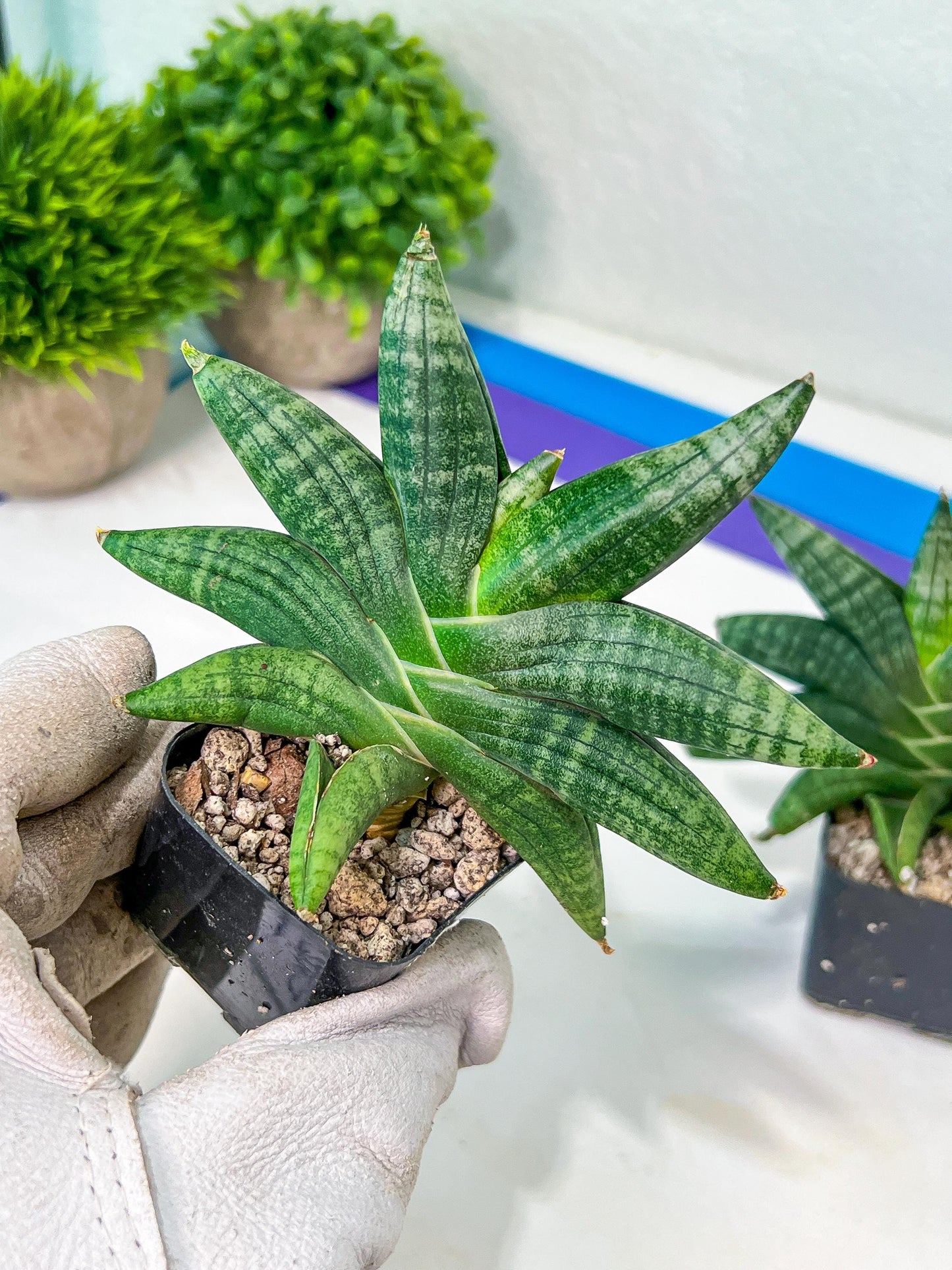 Sansevieria Black Zumo (#RA27) | New type of Imported Hybrids | 2" Pot