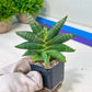 Sansevieria Black Zumo (#RA27) | New type of Imported Hybrids | 2" Pot