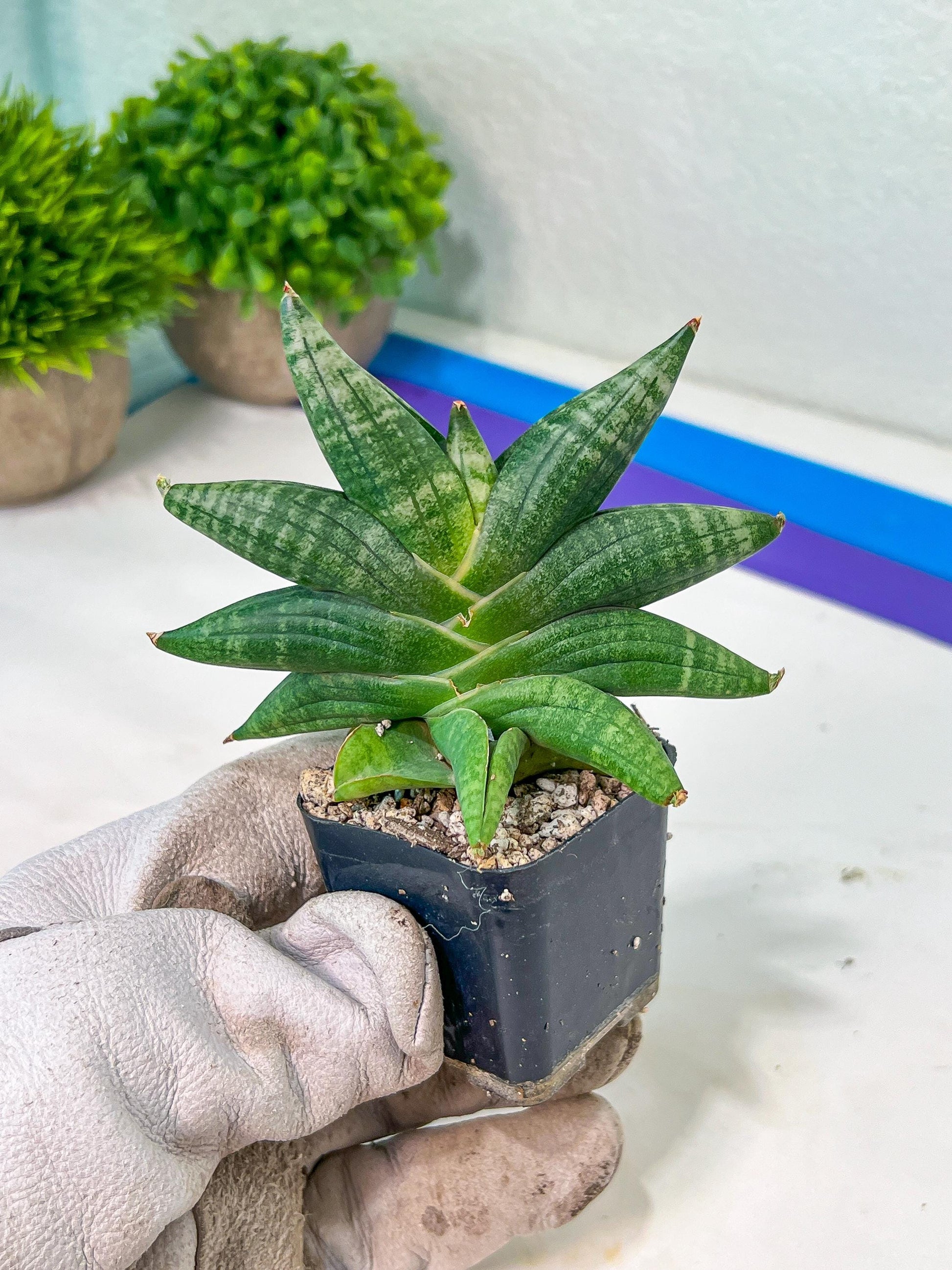 Sansevieria Black Zumo (#RA27) | New type of Imported Hybrids | 2" Pot