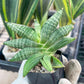 Sansevieria Black Zumo (#RA27) | New type of Imported Hybrids | 2" Pot