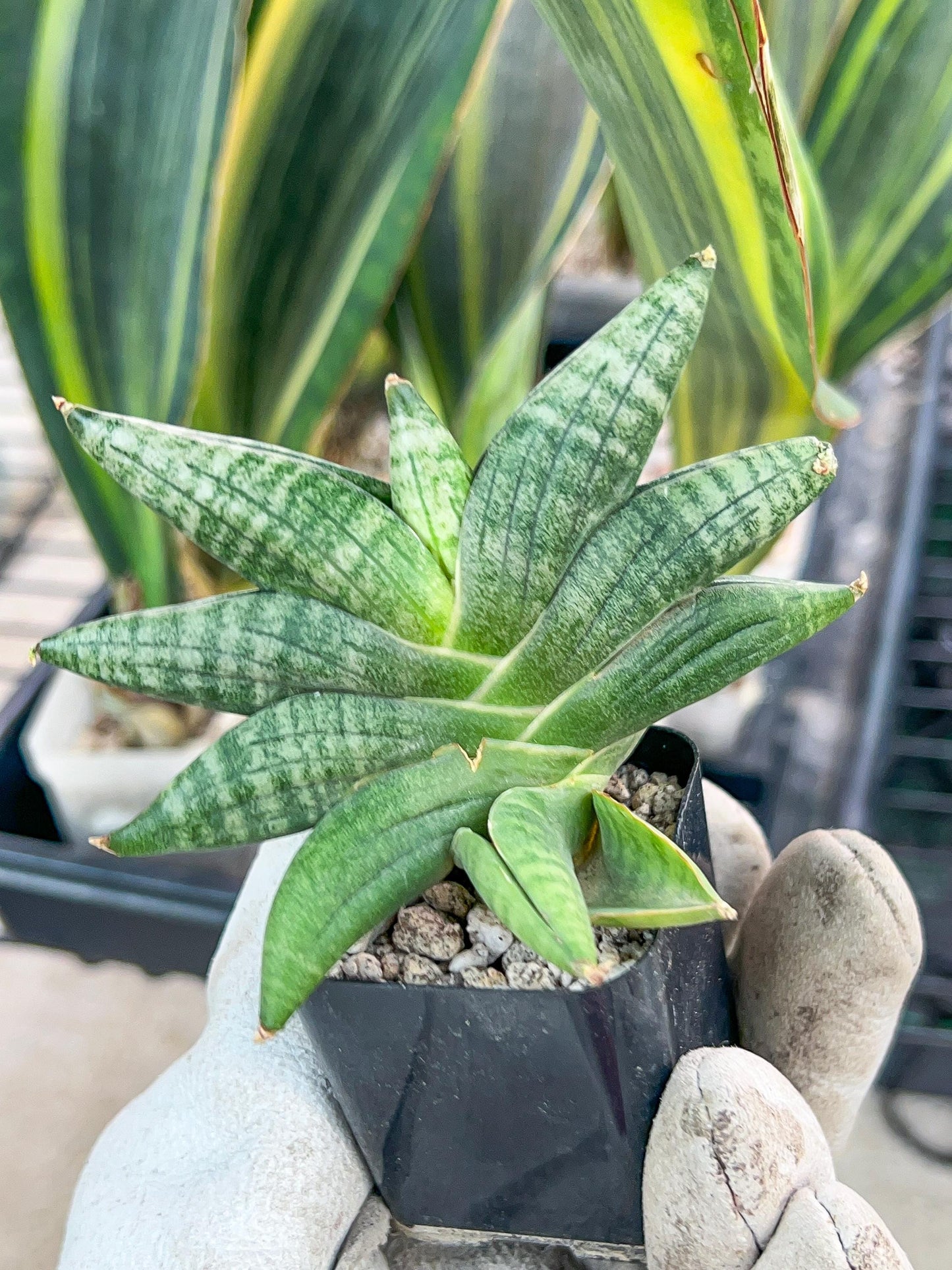 Sansevieria Black Zumo (#RA27) | New type of Imported Hybrids | 2" Pot