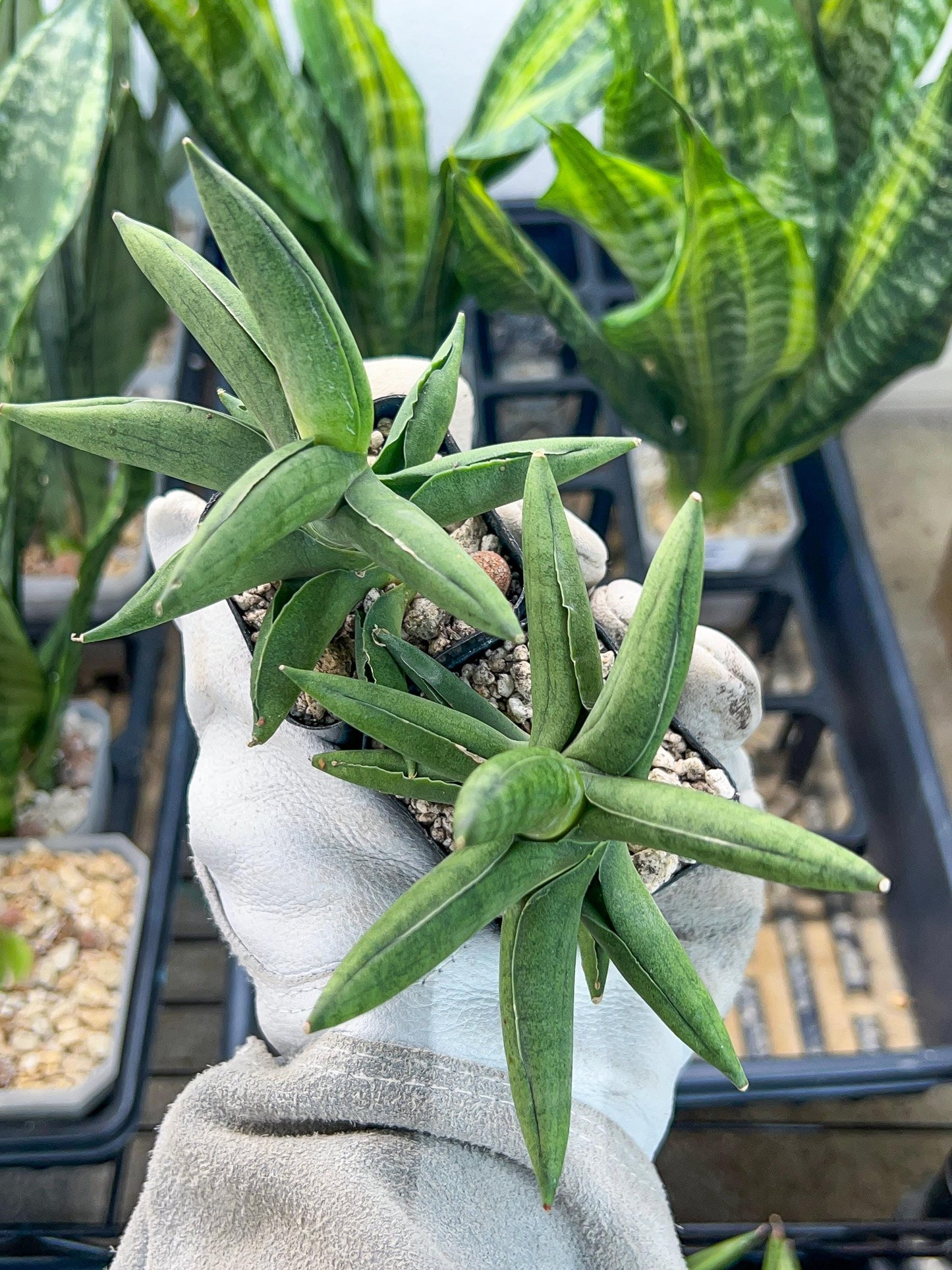 Sansevieria Virdi lisciu (#RA29) | New type of Imported Hybrids | 2" Pot